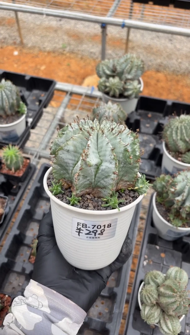 魁伟玉大戟FB-7018