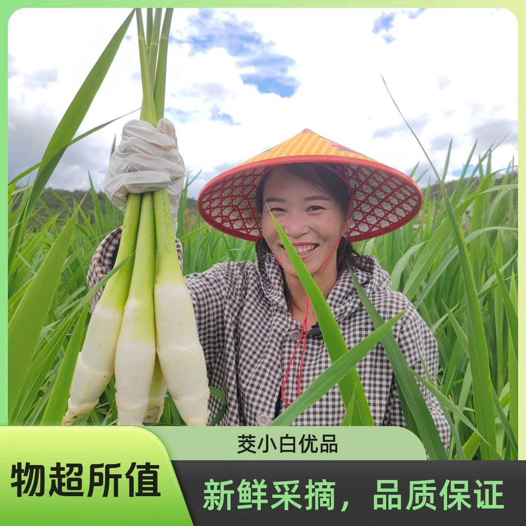 5斤装 正宗云南武定精品高原茭白  原生态种植 现摘现发 坏果包赔