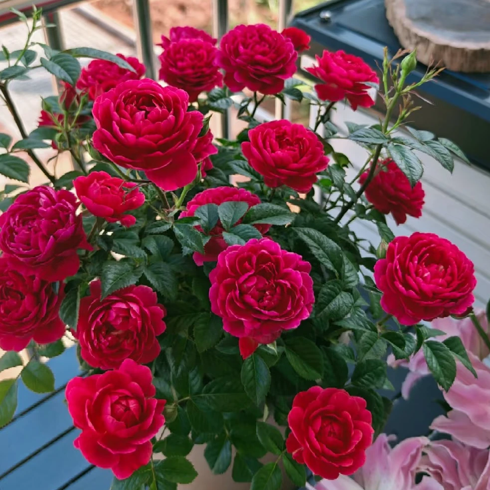 果汁阳台系列 绝色果汁 红色月季花盆栽室内外新手易养护爆花切花