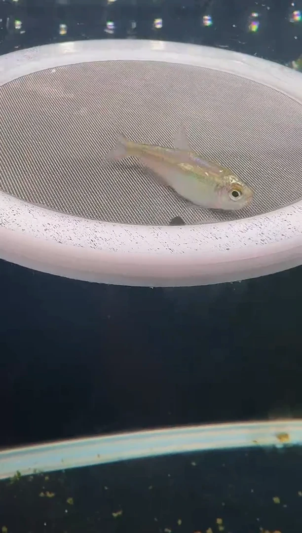 灯科鱼独***醉38号白金缎带（不包黑点）1条