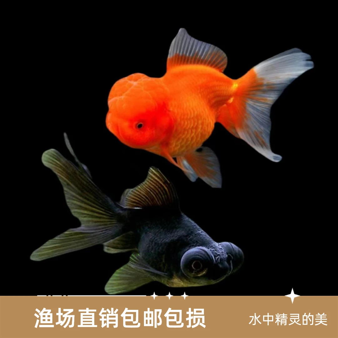 金鱼观赏鱼红狮顶红金鱼鸿运当头泰狮国狮小金鱼耐活渔场直发包邮