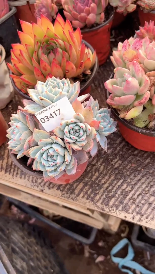 端*多肉植物一物一拍03417