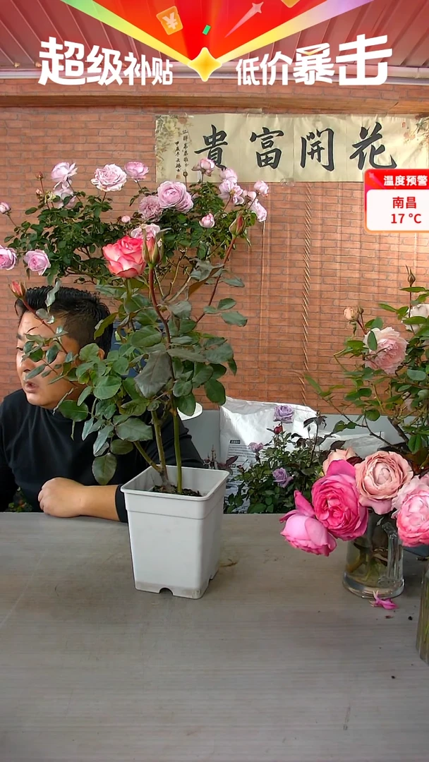 当前无花朵，栽培后可花朵艾莎