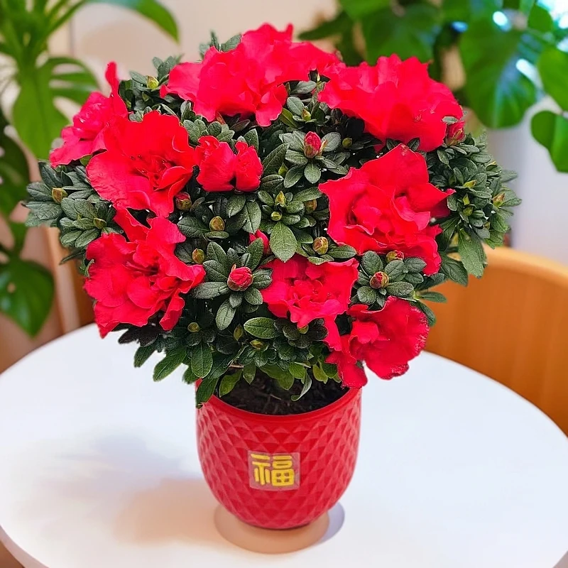 年宵花卉红色杜鹃花带花苞发货四季常青开花好养室内阳台庭院盆栽