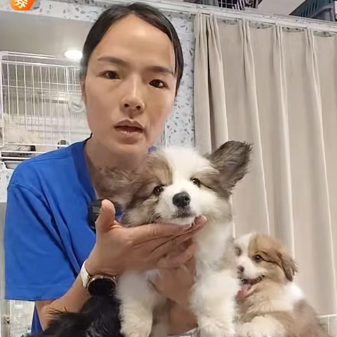 大骨架柯基弟弟专拍（费先生专拍）