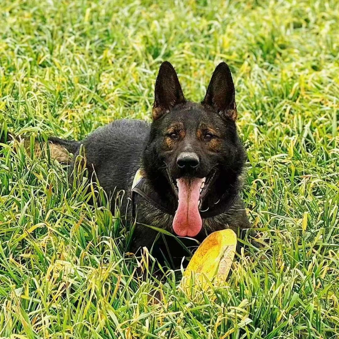 【拽弟涞客犬舍】 东德牧羊犬 带证书 纯血统