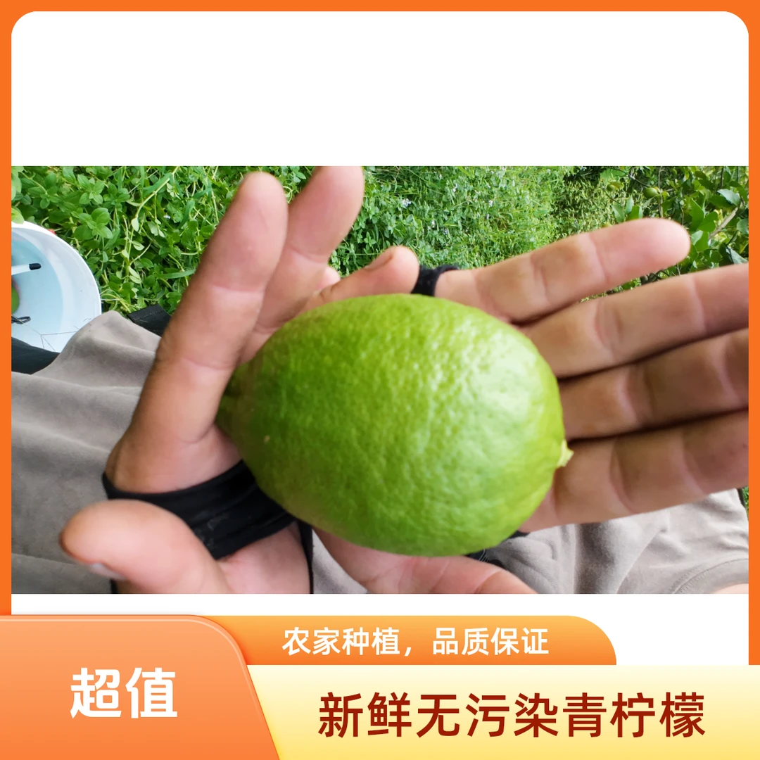新鲜台湾四季青柠檬爸妈遗忘隐藏款