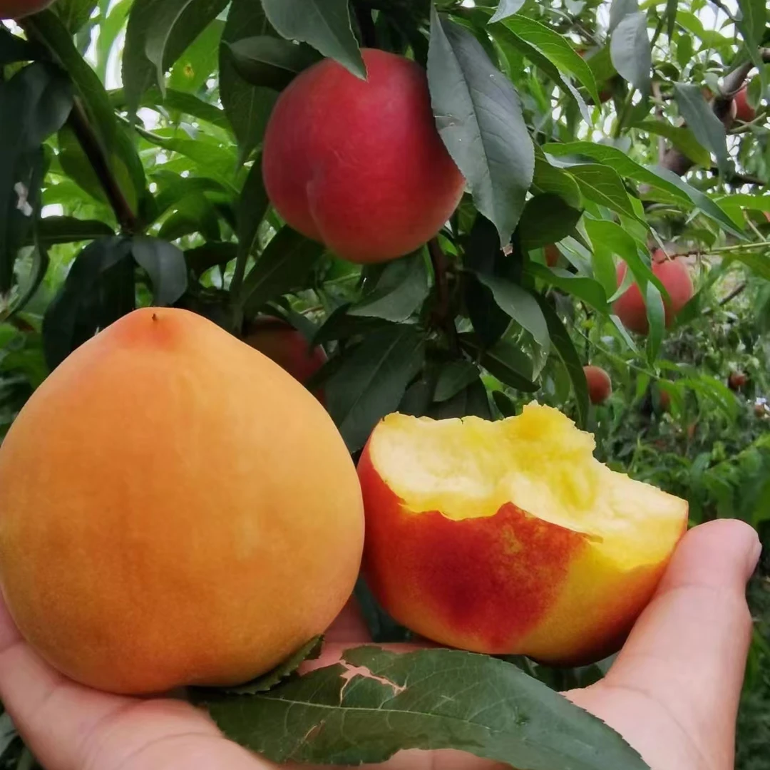 太阳直晒红皮黄桃毛桃黄桃现摘现发