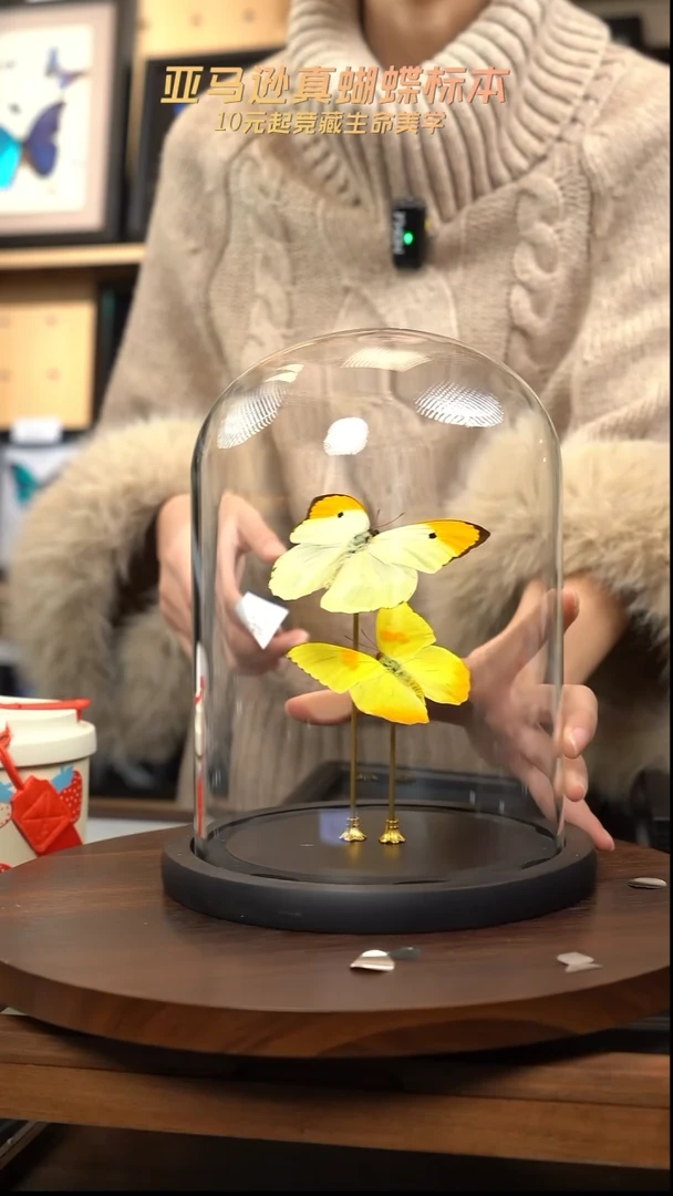 蝴蝶标本摆件竞拍l49