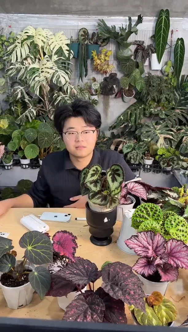 完全开放一口血秋海棠