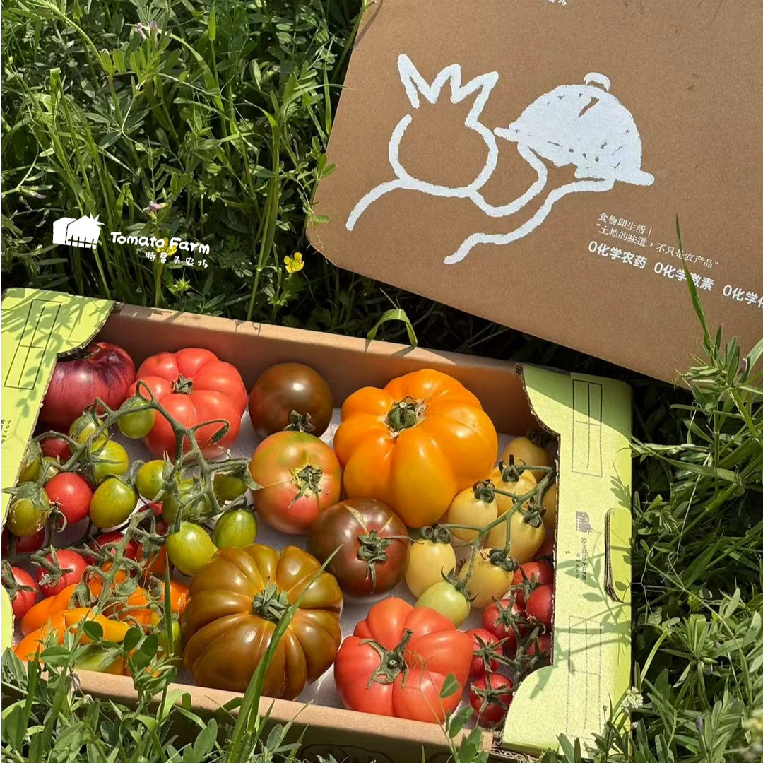 Mixed Tomatoes混品种番茄纸托礼盒端午礼盒