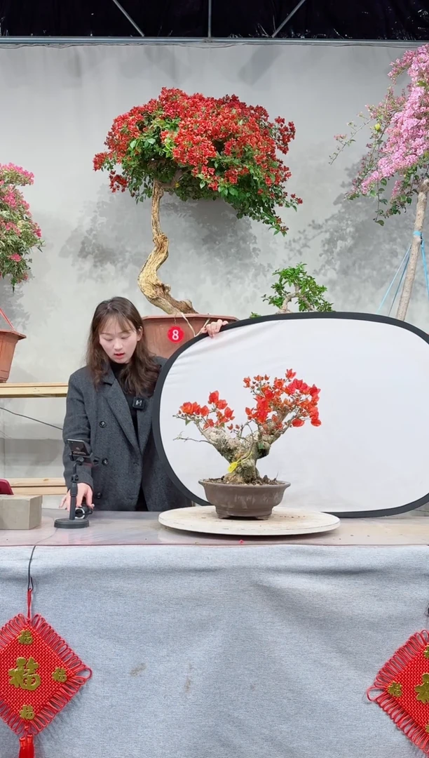 【闪购商品】盆景同安红