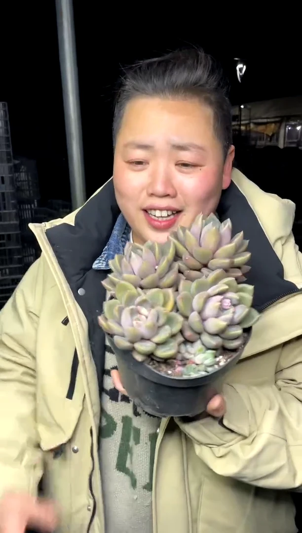 【闪购商品】34-四头起象牙7.8