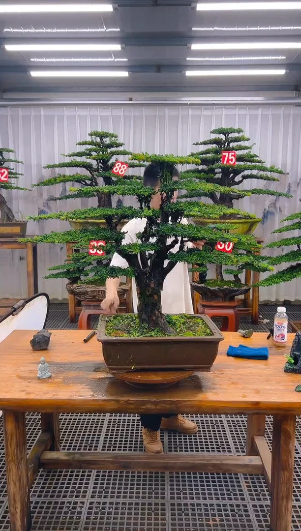 无花朵小*果精品盆景直播间一物一拍