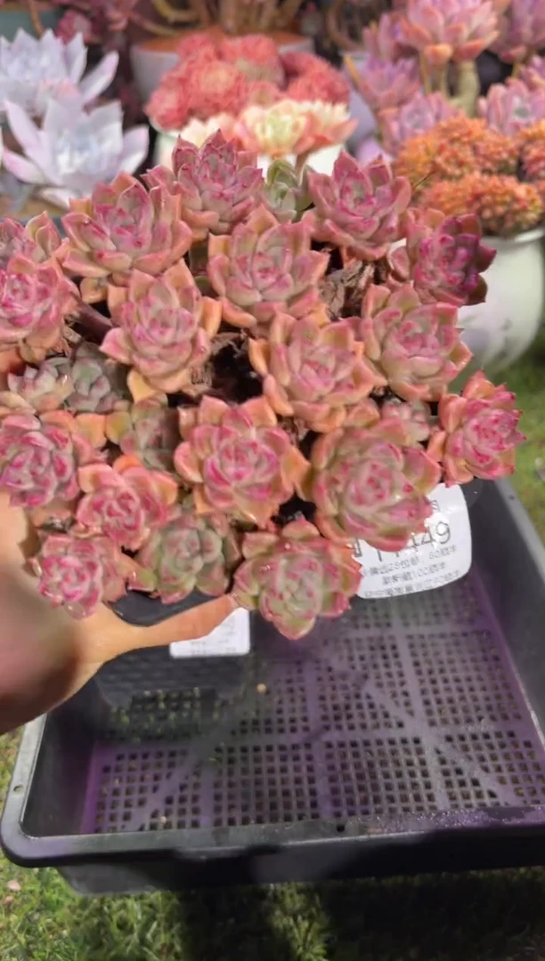 【闪购商品】11449