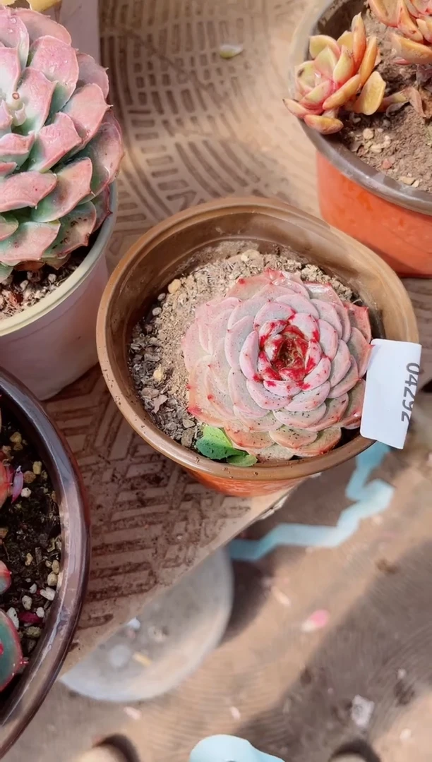 【闪购商品】04292