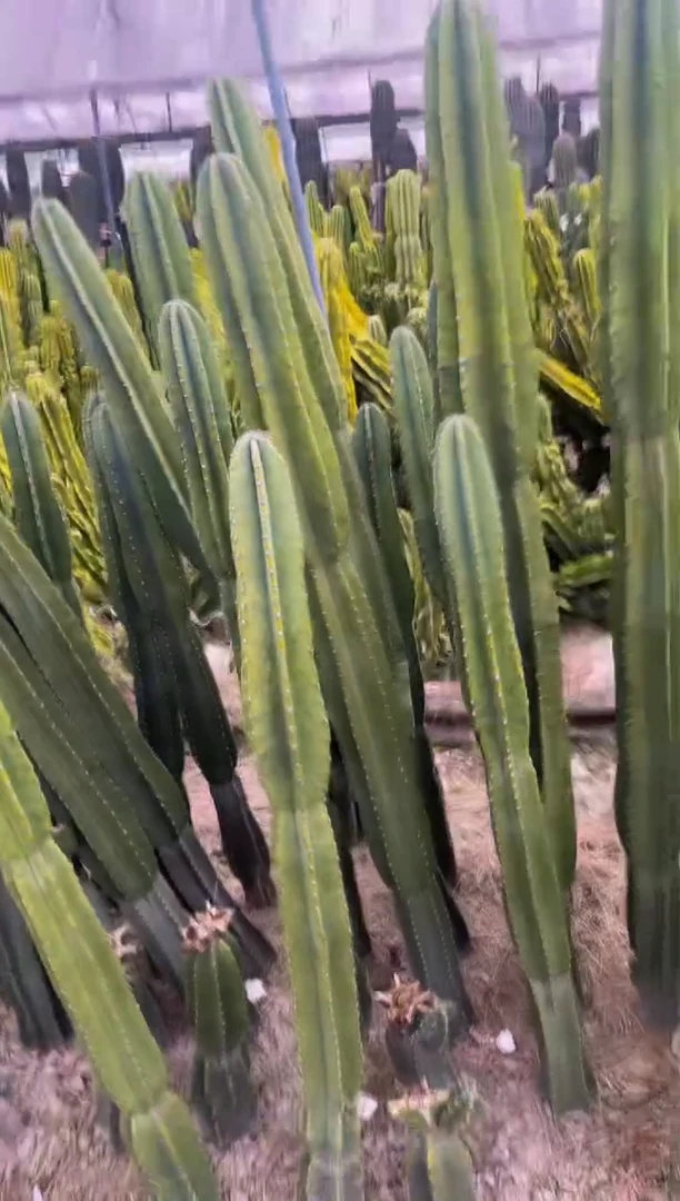 【闪购商品】【带根】100cm 量天尺