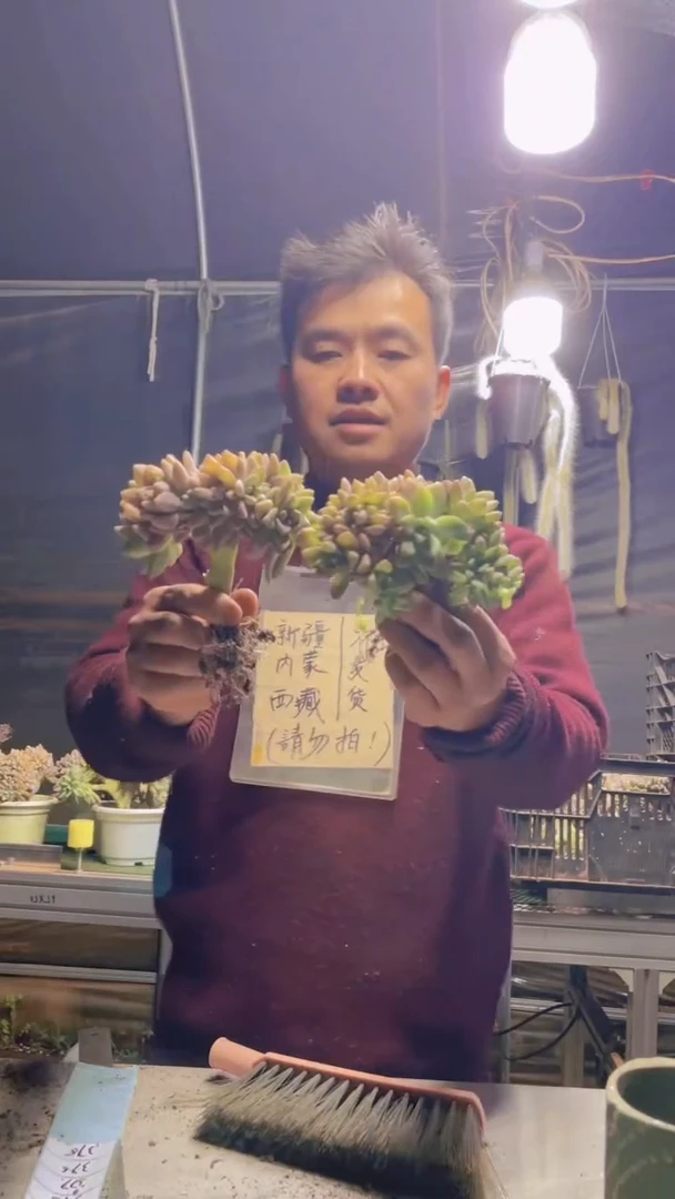 375淡雪缀化一物一拍