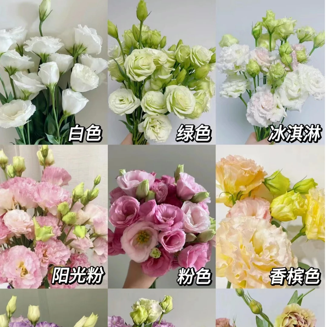 【香樟坊甄选】洋桔梗 包邮 基地直发