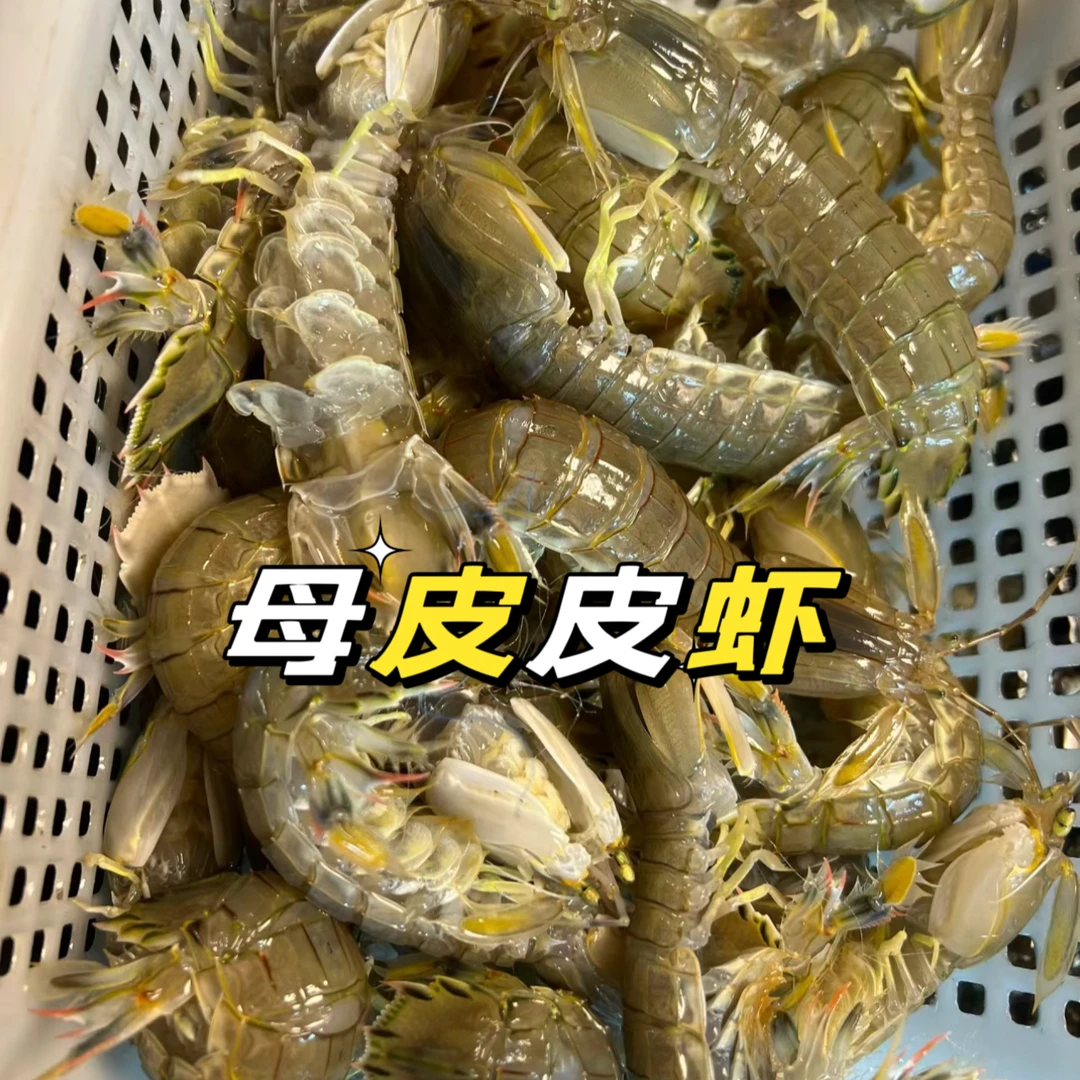 [应季野生]天津本地全母鲜活皮皮虾 500g12到15只