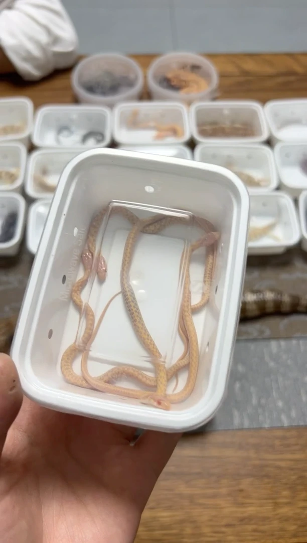 豹纹守宫宠物蛇束带蛇稳定开食不咬人