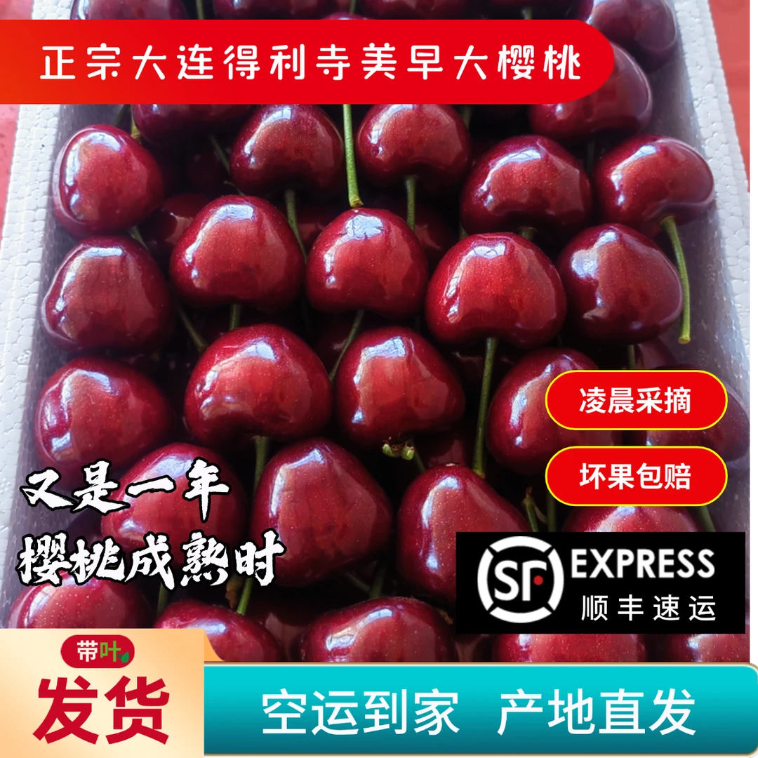 【 得利寺发货】大连美早大樱桃当天现摘顺丰空运整箱带绿叶直销