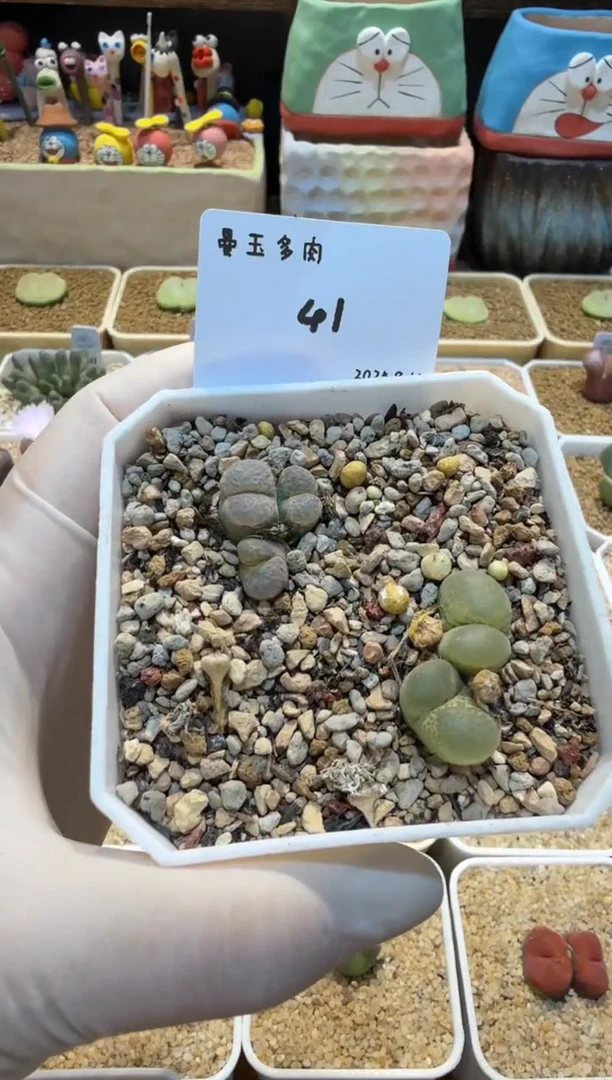 福****?25.9.14-41多肉
