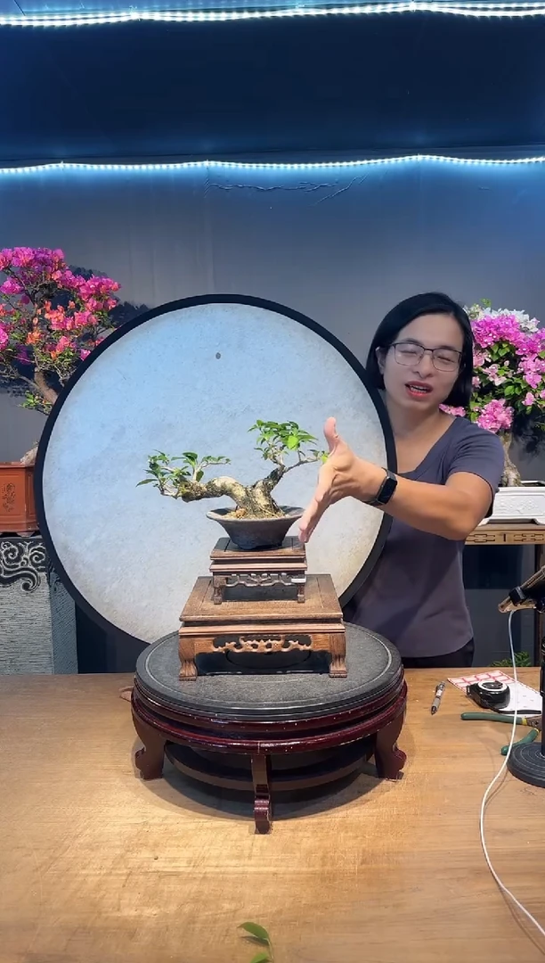 晨*三角梅小叶紫