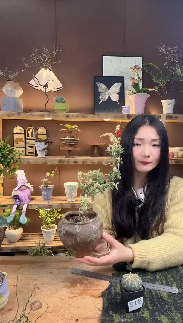 无花朵金边六月雪加盆一套