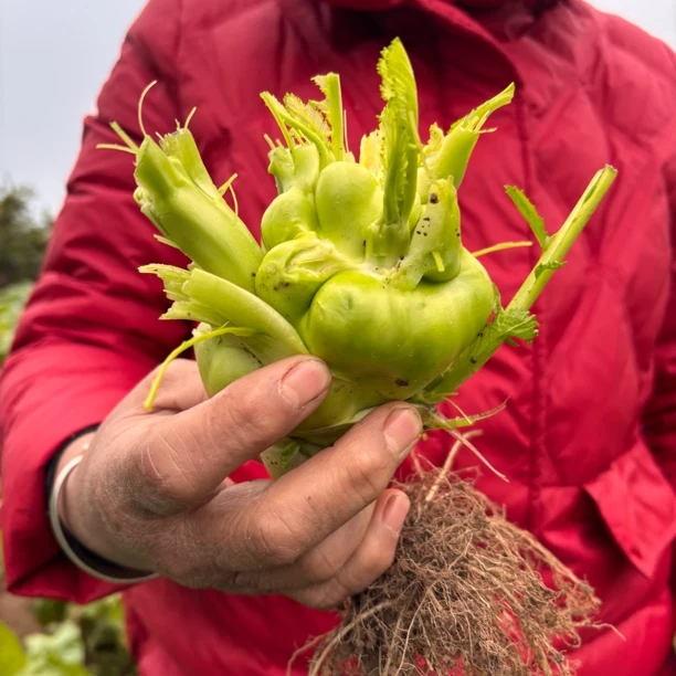 松滋露天榨菜坨 新鲜蔬菜5斤