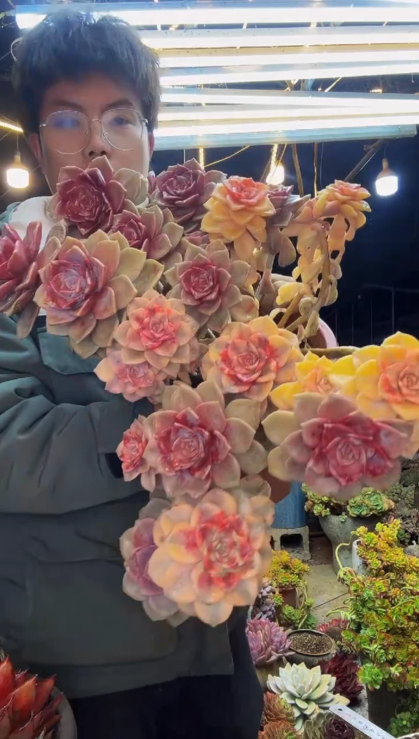 【闪购商品】288紫乐锦一物一拍，物流自理