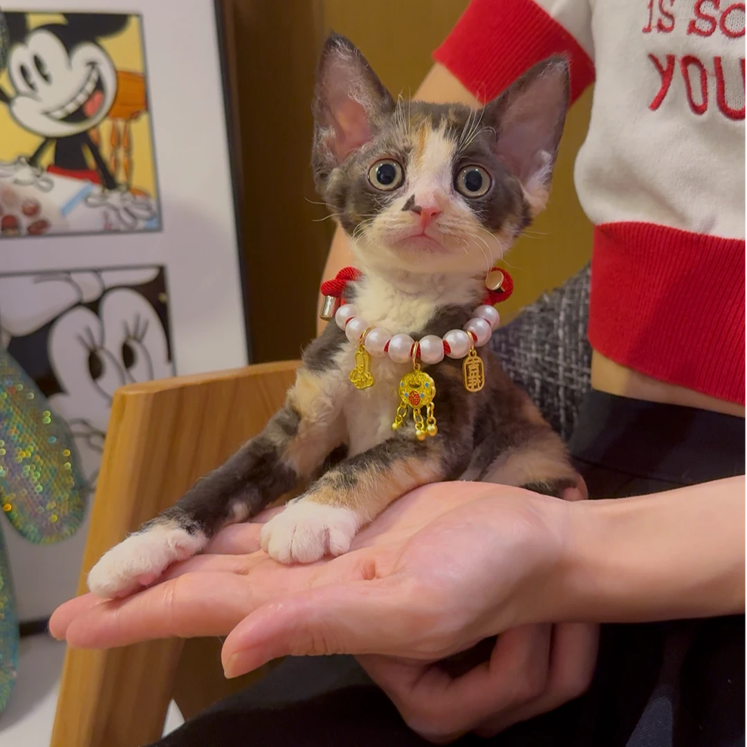 三花德文卷毛猫妹妹活体保健康