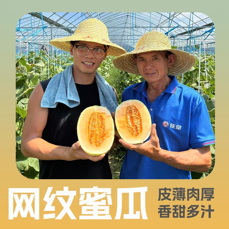 【助农精品瓜】正宗自种网纹蜜瓜水果现摘新鲜皮薄肉厚脆高甜汁包邮