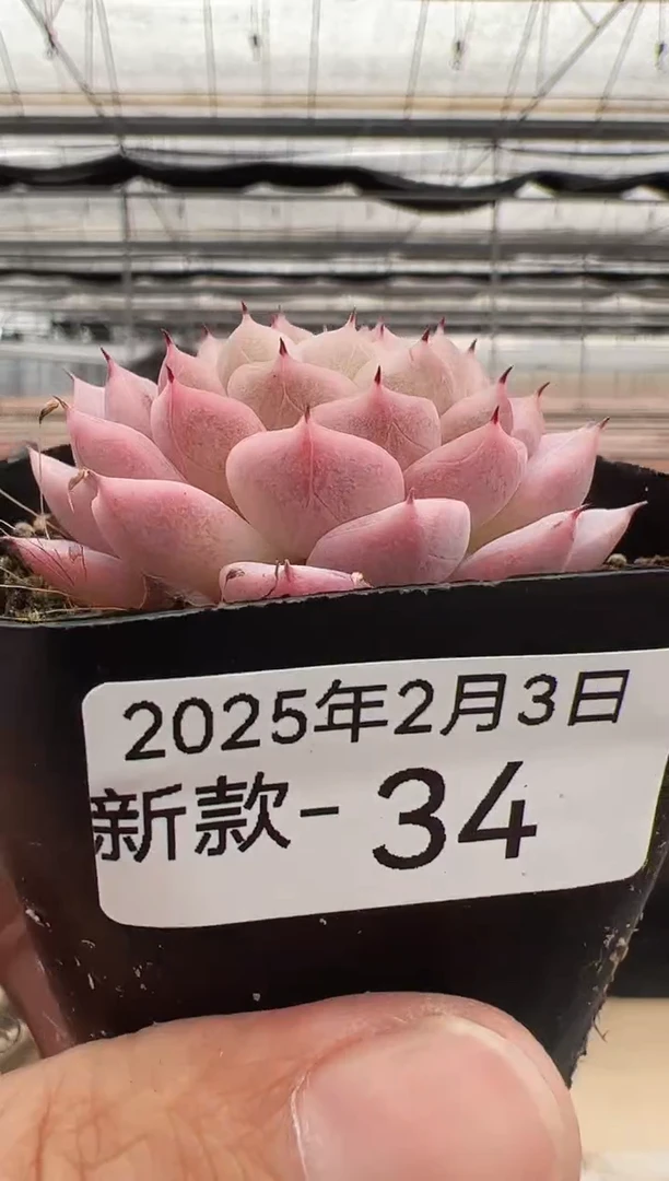 【闪购商品】新款多肉-34（绯月潭）