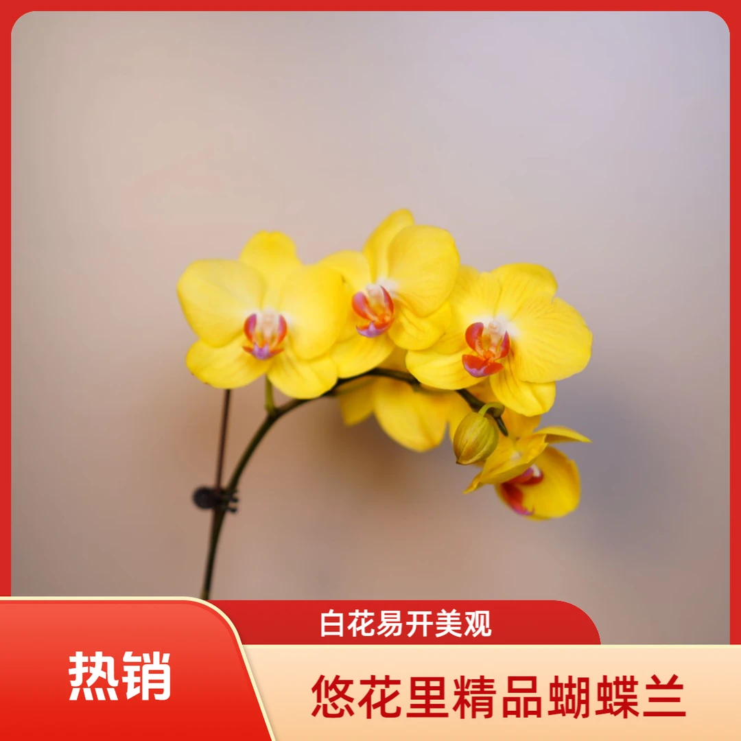 悠花里蝴蝶兰【黄奶牛】全花开花珠发货