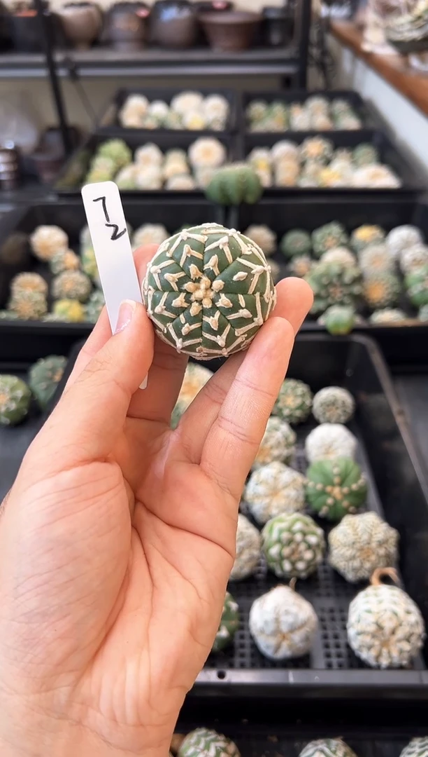 实生根星兜带生长纹无盆土编码72