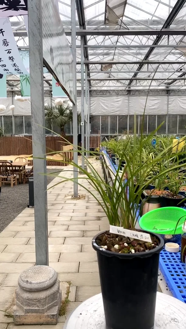 【闪购商品】外蝶，都好好