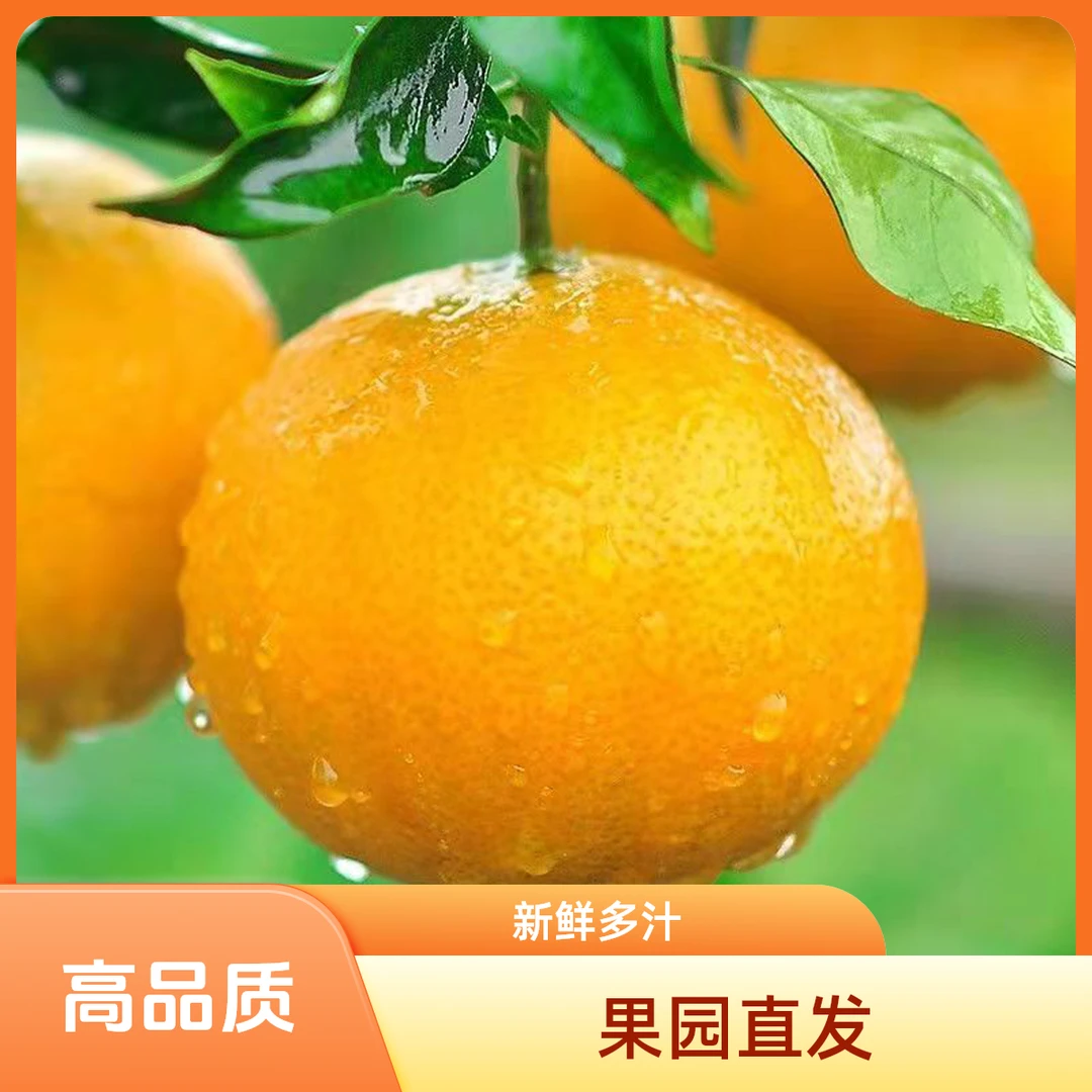 现摘正宗四川爱媛果冻橙应季新鲜水果产地直发香甜爆汁果肉细腻