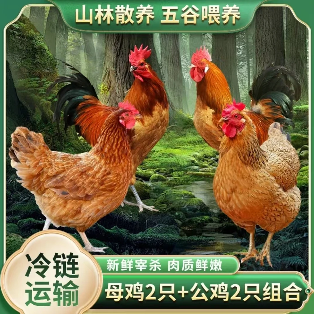 【山咔咔】放养老母鸡 2只+2只土公鸡 4只净重9-10斤  带内脏
