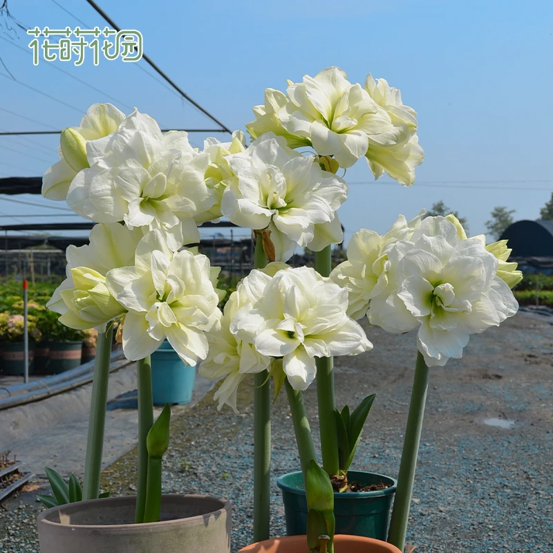 花莳园艺 【阿弗雷】朱顶红盆栽多年生球根花卉室内盆栽植物