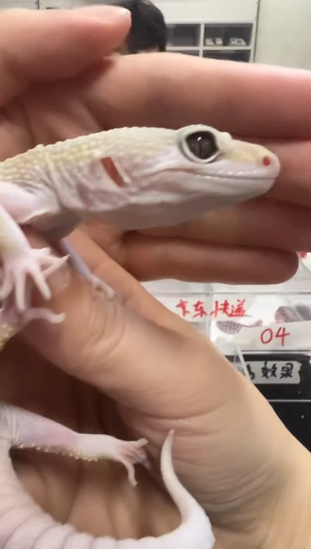 豹纹守宫29豹纹守宫