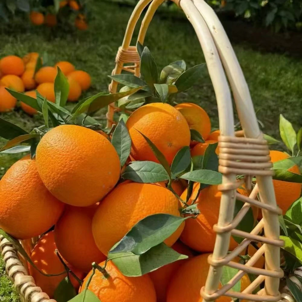 正宗重庆奉节脐橙轮晚橙产地直发新鲜现摘水果手剥橙子中大果整箱