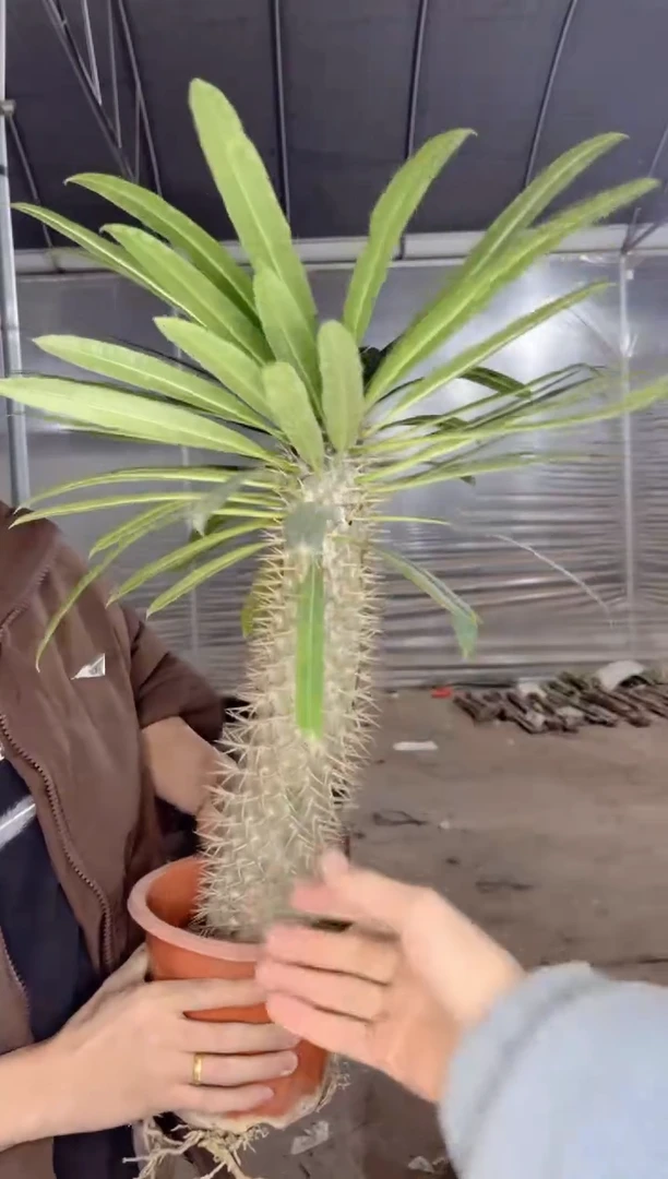 【闪购商品】霸王树 高30-40cm