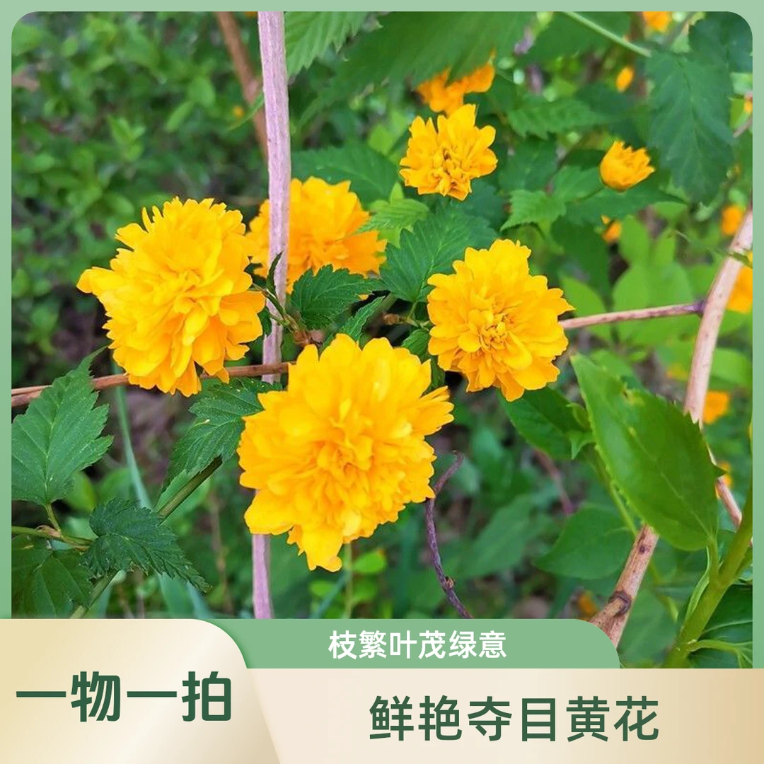 （一物一拍）单瓣棣棠重瓣棣棠花蔷薇科耐荫耐热耐寒盆栽爬藤垂挂