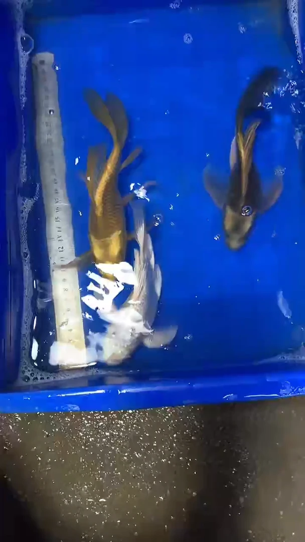 蝴蝶鲤鱼蝴蝶鲤直播选鱼专用链接 凭开箱视频售后