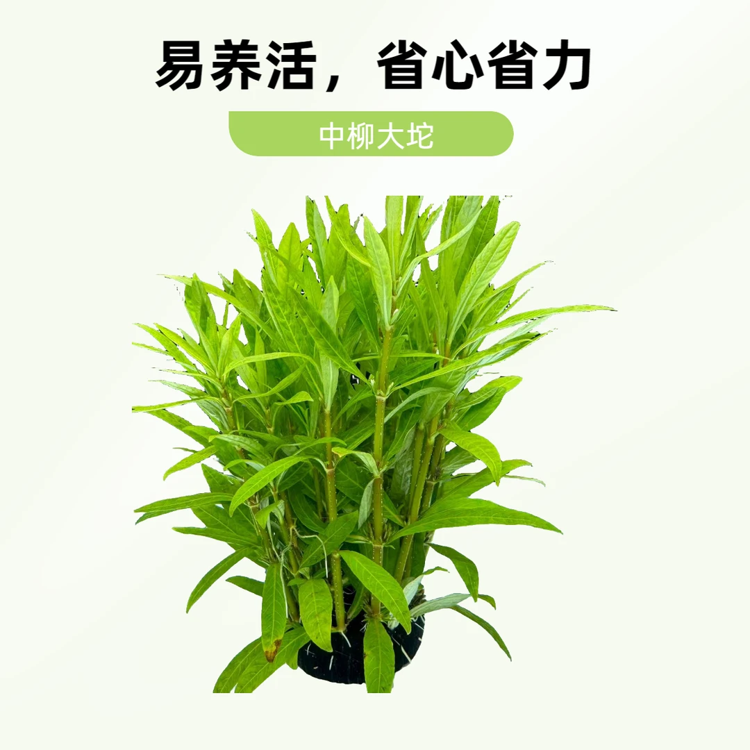 中柳大坨新手懒人视频水草阴性入缸成景