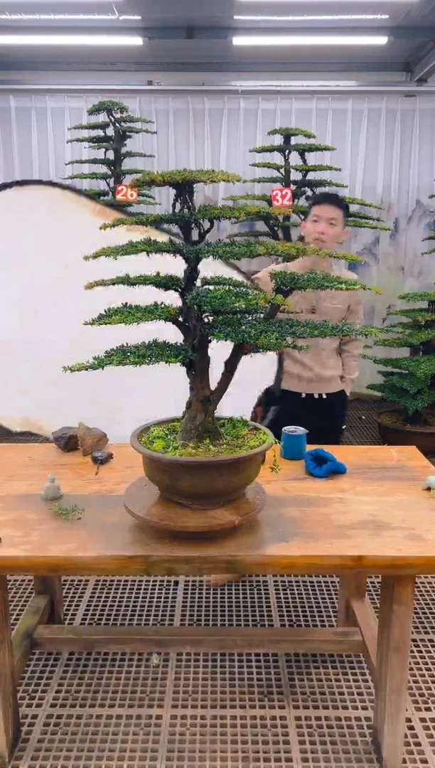 无花朵精品盆景直播间一物一拍
