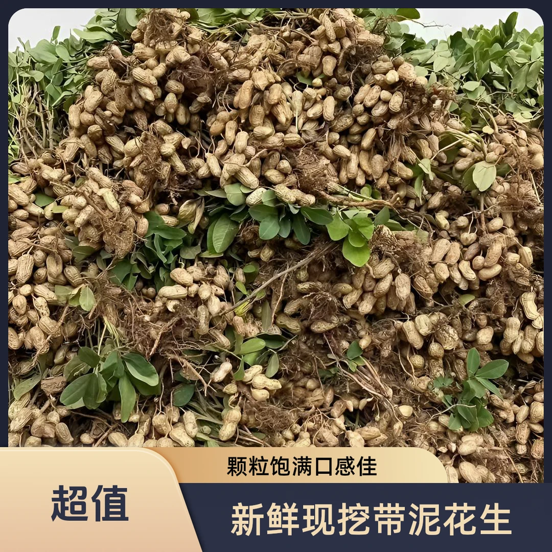 新鲜湿花生现挖带泥鲜花生带壳农家自种花生米粉皮水煮花生湿花生