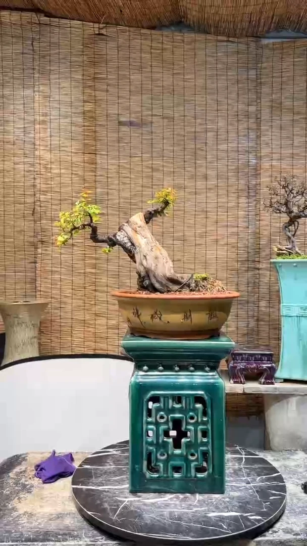 【闪购商品】雀梅盆景