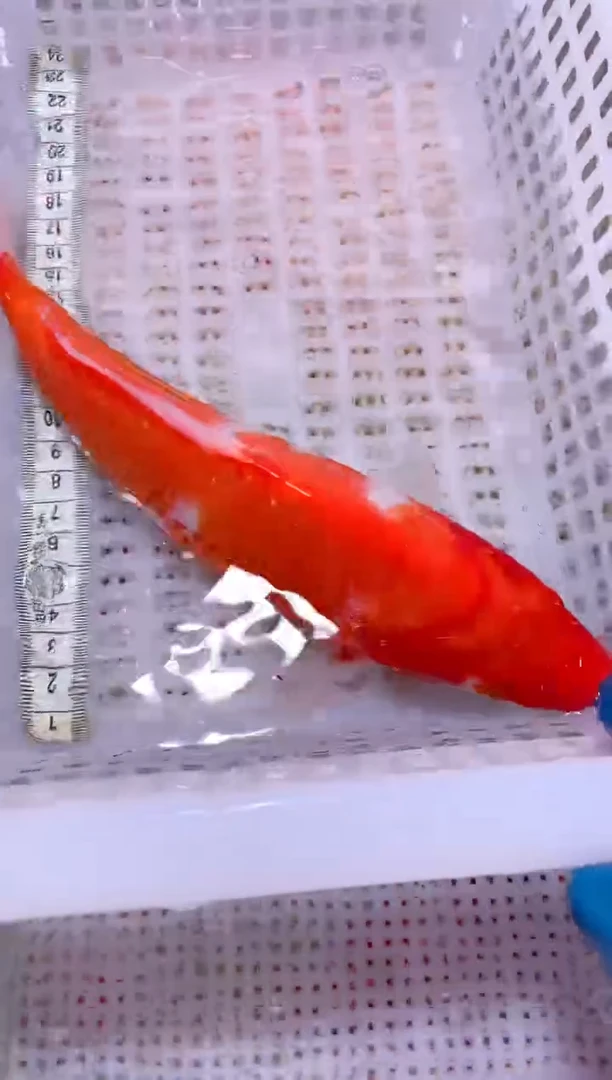 锦鲤血统锦鲤全场包邮71
